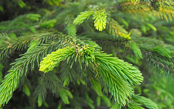 Green leaves, Nature beauty, Spruce trees HD wallpaper