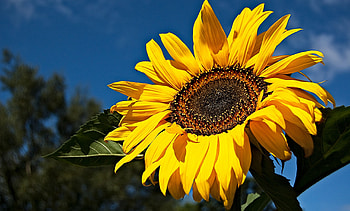 SUNFLOWER, PETALS, LEAVES, SKY, COLORS, STEM HD wallpaper