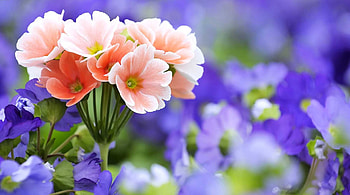 BEAUTIFUL FLOWERS, FLOWERS, LOVELY, GORGEOUS, PINK HD wallpaper