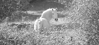 White Beauty, animal, horses, horse, white, beauty HD wallpaper