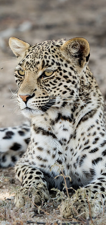 Animal leopard, Magnificent creature HD phone wallpaper