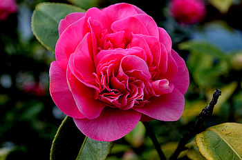 ROSE, PETALS, LEAVES, COLORS, STEMS HD wallpaper