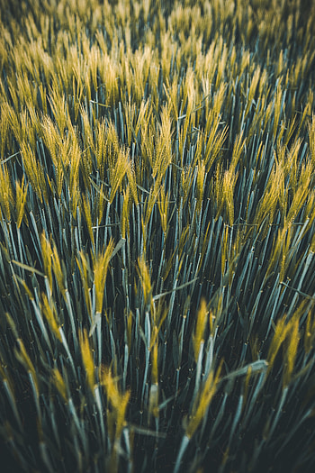 Plants, Nature, Wheat, Field, Ears, Spikes HD phone wallpaper