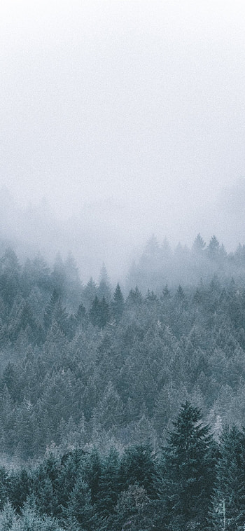 Foggy scenery, Icy green pine trees, Misty , Pokmon Misty HD phone wallpaper