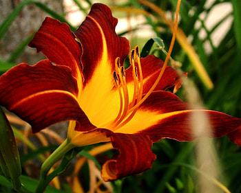 Flower, Macro, Lily HD wallpaper