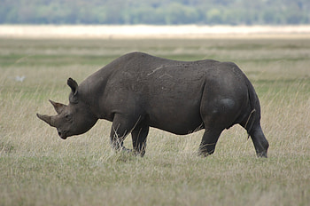 Animals, Beautiful, Field, Stroll, Large, Big, Rhinoceros HD wallpaper