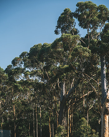 Eucalyptus tree , , Pexels stock HD phone wallpaper