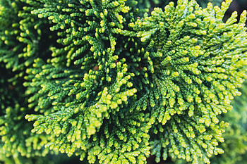 Thuja Tree, Green nature, Plant background, stock HD wallpaper