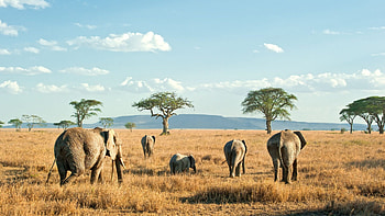 Serengeti National Park, 333travel, Africa, Explore HD wallpaper