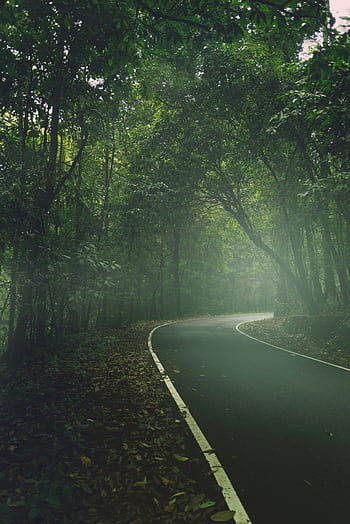 Winding road through a misty forest in Kerala, India, surrounded by lush greenery. HD phone wallpaper