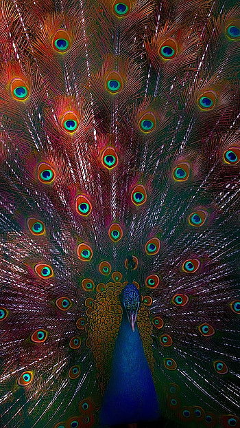 Peacock Feather, Peacock, Bird HD phone wallpaper