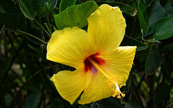 Yellow Hibiscus, graphy, floral, romance, beauty, wide screen, Hawaii, flower, love, cruise, , hibiscus HD wallpaper