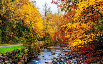 A Forest Stream In Great Smoky Mountains, Tennessee, fall, river, trees, colors, stones, usa HD wallpaper