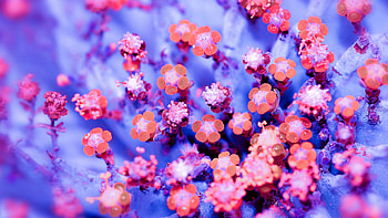 Frozen Wood Forget-Me-Not Flowers In Blur Background Flowers HD wallpaper