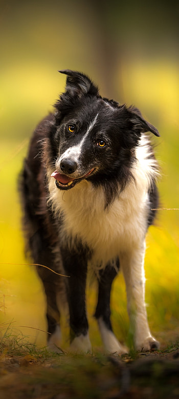 Animal, Border Collie, Working dogs, Herding breed HD phone wallpaper