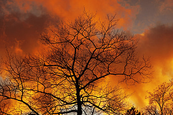Nature, Sky, Autumn, Clouds, Dawn, Wood, Tree, Branches HD wallpaper