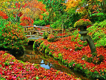 Colorful autumn forest, colorful, fall, bridge, autumn, water, forest HD wallpaper