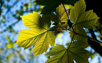 Background, Sky, Leaves, Macro, Branch HD wallpaper