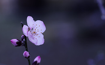 Plants, Flowers HD wallpaper