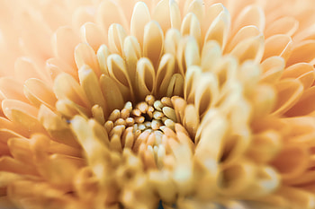 Chrysanthemum, Flower, Macro, Petals HD wallpaper