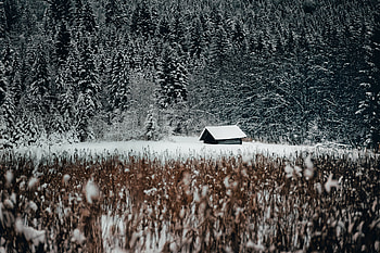 Winter, Nature, Snow, Forest, Small House, Lodge, Outskirts, Edge HD wallpaper
