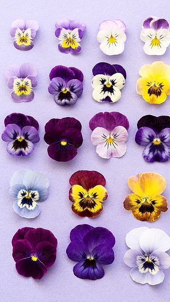 Pansy, Flowers HD phone wallpaper