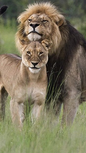 Lion, Lion Family HD phone wallpaper