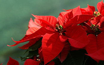 Poinsettia, Christmas background, Elegant flowers, Holiday spirit HD wallpaper