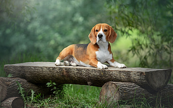 Beagle, wooden, bench, dog, animal HD wallpaper