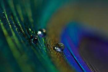 Water, Feather, Macro, Drop, Pen HD wallpaper