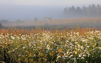Meadow in Mist, mist, Latvia, meadow, nature HD wallpaper