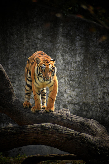 Animals, Wood, Tree, Predator, Big Cat, Sight, Opinion, Tiger HD phone wallpaper
