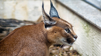 Caracal, Gatto, , WUXGA HD wallpaper