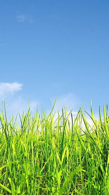 Grass and sky, Nature's beauty, Serene landscapes, Open fields HD phone wallpaper