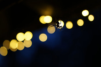 Animals, Web, Dark, Glare, Insect, Spider HD wallpaper
