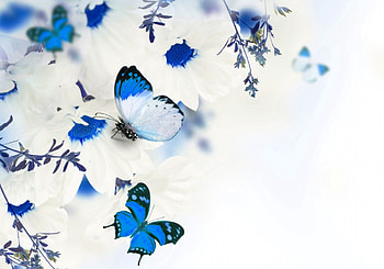 Floral Butterflies, floral, blue, butterflies, flowers HD wallpaper