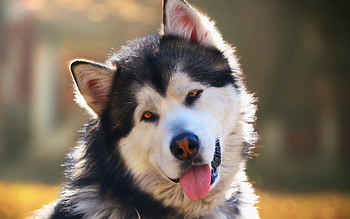 Alaskan Malamute portrait, Big dog, Malamute breed, Cute animals HD wallpaper
