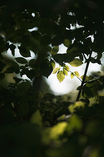 Nature, Leaves, Branches, Ray HD phone wallpaper
