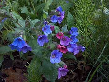 Nature, Flowers, Leaves HD wallpaper