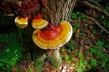 Fanci fungi, All-purpose healing, Healing mushroom, Part 3 HD wallpaper
