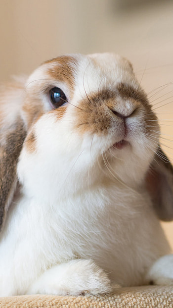 Animal, rabbit HD phone wallpaper