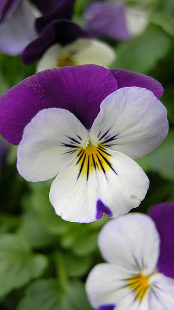 Pansy, White Flower HD phone wallpaper