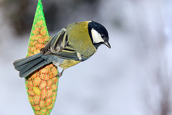 Evolution and Birdfeeders, Great Tits' Beak Adaptation, Feeder Accessory, Feed Preference HD wallpaper