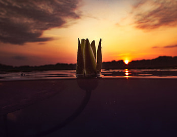 Flowers, Sunset, Flower, Bud, Underwater, Submarine HD wallpaper