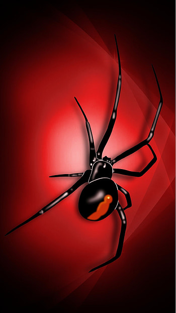 Cool spider , Intricate patterns, Arachnid close-ups, Wall-worthy HD phone wallpaper