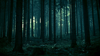 Dark Forest, nature, , forest, dark HD wallpaper