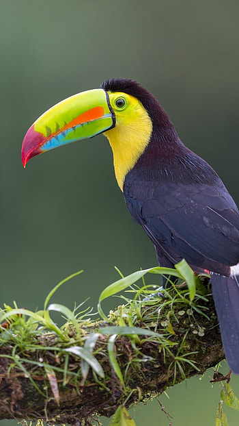 Toucans, Cute HD phone wallpaper