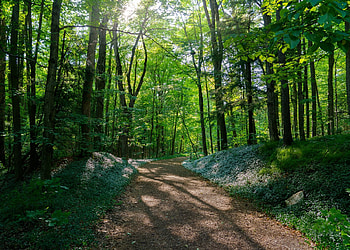 Forest, nature, tree, path HD wallpaper