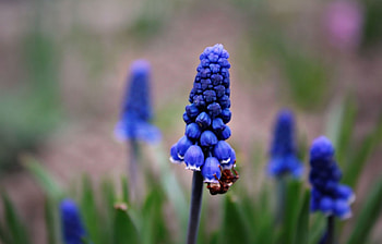 Plants, Flowers HD wallpaper