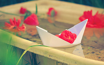 Flowers, Miscellanea, Miscellaneous, Ship, Paper, Nautilus HD wallpaper